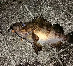 ２ヶ月ぶりの釣果