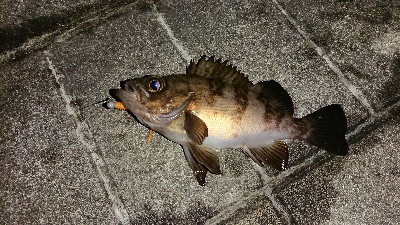 ２ヶ月ぶりの釣果