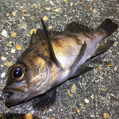 釣れます釣れます！