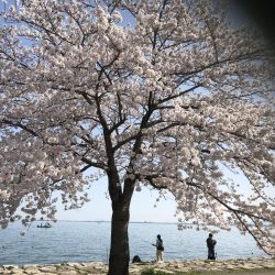 桜満開の琵琶湖で初バスゲット