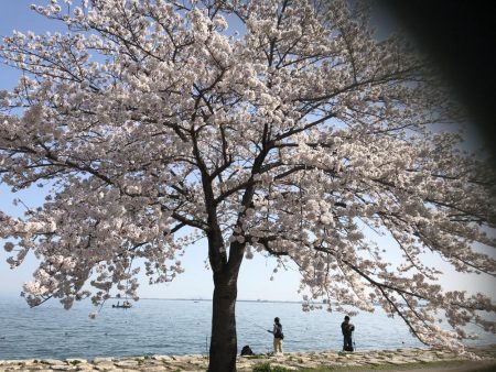 桜満開の琵琶湖で初バスゲット