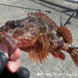 まだまだ渋いベランダ釣行