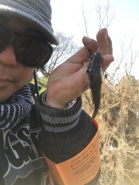 多摩川で鯉と沼チチブ釣りました。
