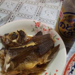 メバル初釣果