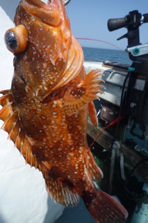 松福丸 釣果