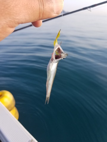 遊漁船　ニライカナイ 釣果