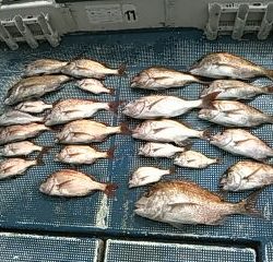 フィッシングガイド りょう 釣果