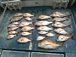 フィッシングガイド りょう 釣果