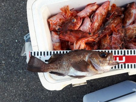 釣り船くわだ 釣果