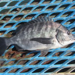 オリジナルメーカー海づり公園(市原市海づり施設) 釣果