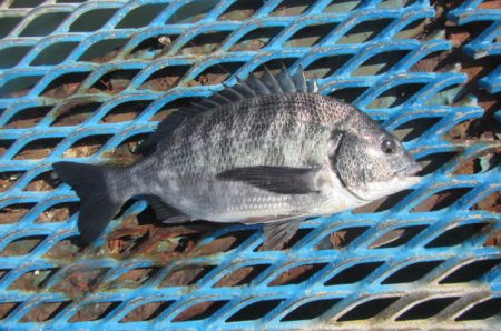 オリジナルメーカー海づり公園(市原市海づり施設) 釣果