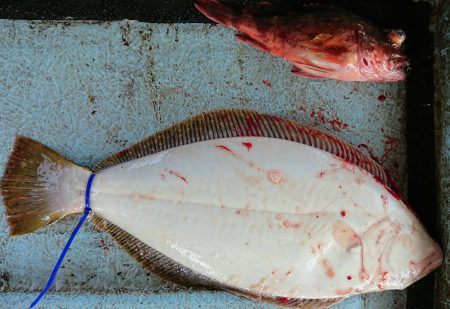 明神釣船 釣果