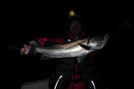 ルアー船マヒマヒ 釣果