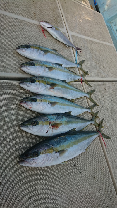 旭星釣りセンター 釣果