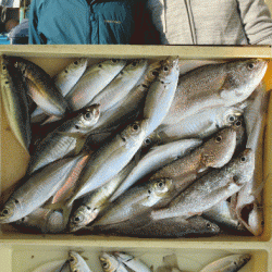 荒川屋 釣果