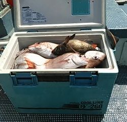 フィッシングガイド りょう 釣果