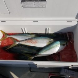 遊漁船　ニライカナイ 釣果