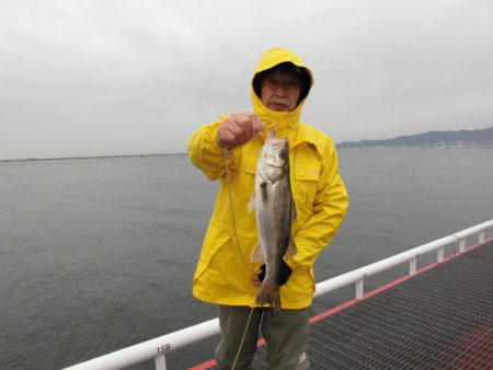 尼崎市立魚つり公園 釣果