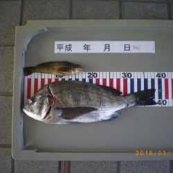 姫路市立遊魚センター 釣果