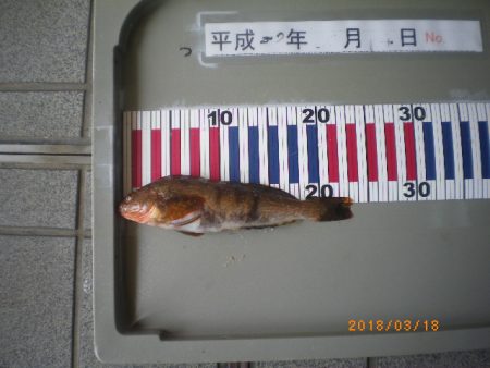 姫路市立遊魚センター 釣果