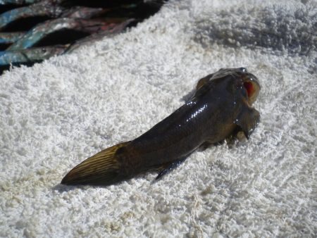 オリジナルメーカー海づり公園(市原市海づり施設) 釣果