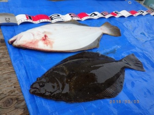 石川丸 釣果