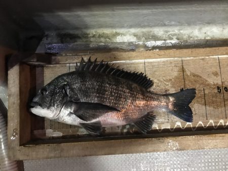 白墨丸 釣果