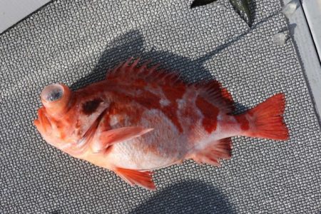 へいみつ丸 釣果