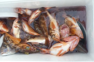 松福丸 釣果