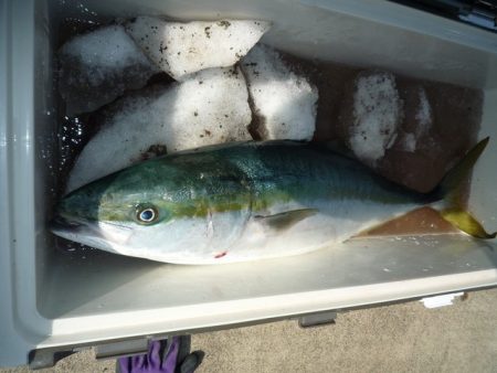 浅間丸 釣果