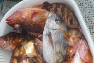 松福丸 釣果