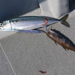 へいみつ丸 釣果