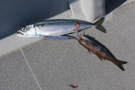 へいみつ丸 釣果