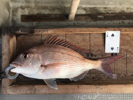 白墨丸 釣果