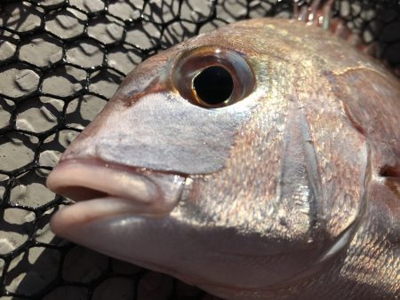 白墨丸 釣果