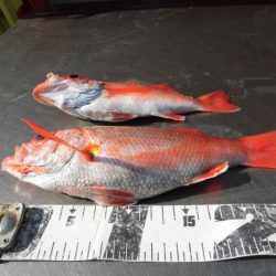 大進丸（愛知） 釣果