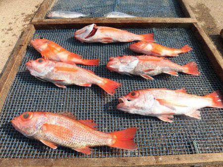 大進丸（愛知） 釣果