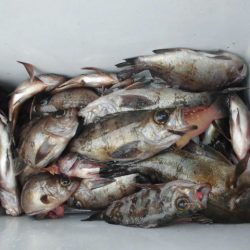 大進丸（愛知） 釣果