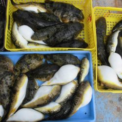 大進丸（愛知） 釣果