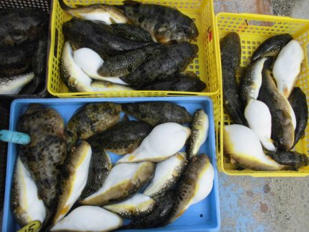 大進丸（愛知） 釣果