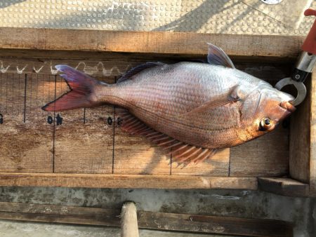 白墨丸 釣果