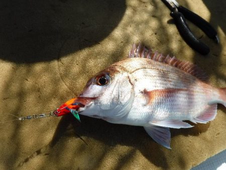 誠裕丸 釣果