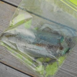 こかわ渡船　雅丸 釣果