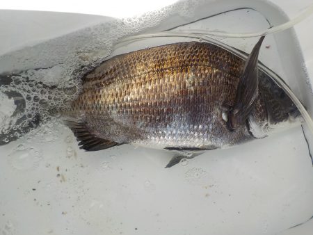 千鳥丸 釣果