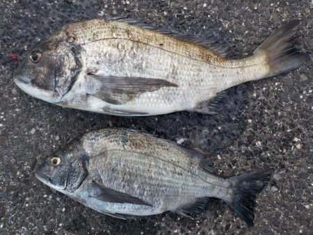 千鳥丸 釣果