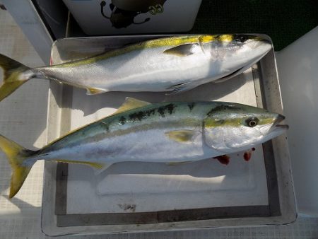 フィッシングボート空風（そらかぜ） 釣果