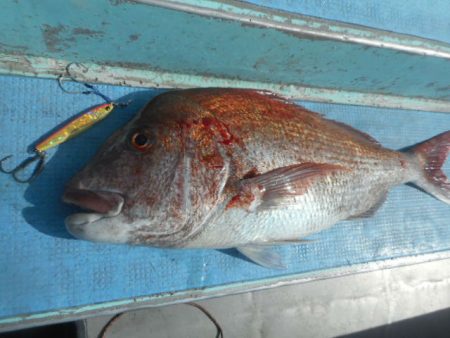 大進丸（愛知） 釣果