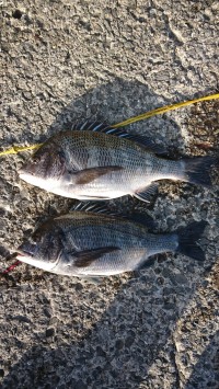 和歌山マリーナシティ釣り公園 釣果