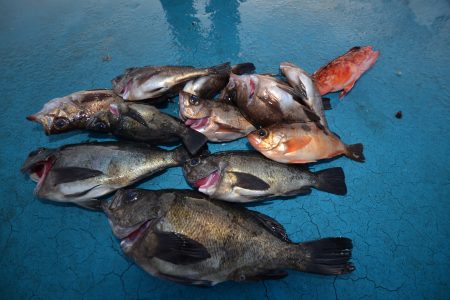 アジアマリンサービス 釣果