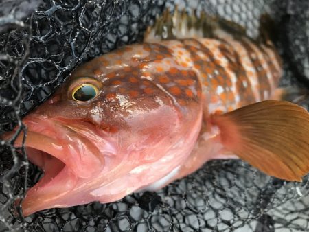 白墨丸 釣果